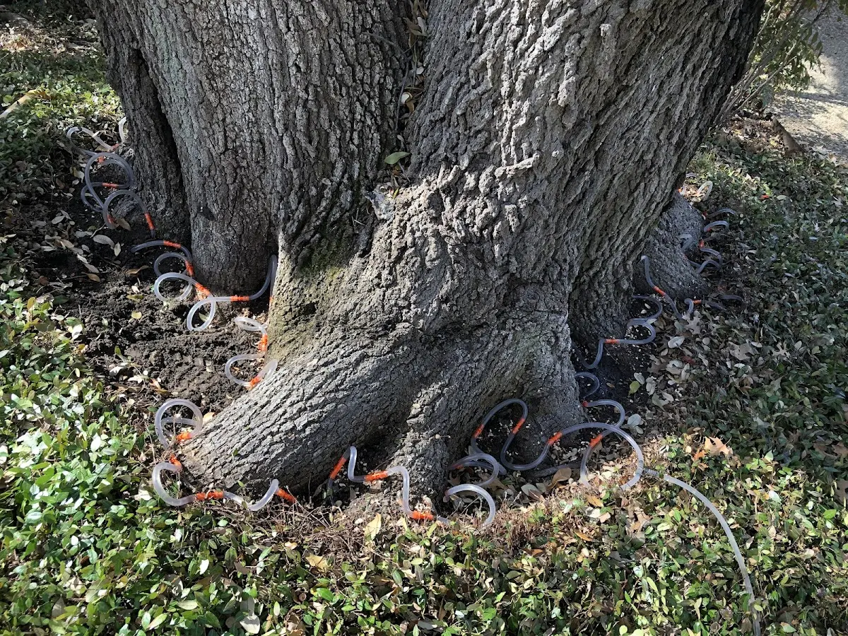 Detailed Tree Cabling and Bracing job site in Fort Branch