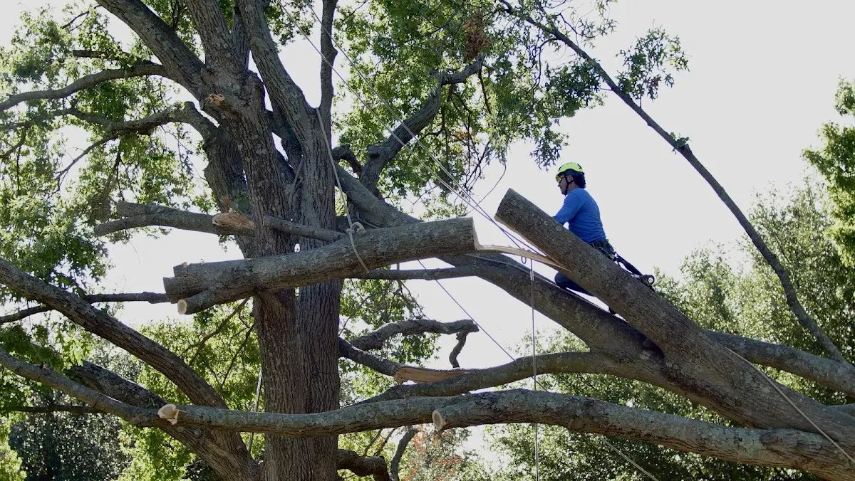 Professional Crown Thinning performed by certified arborists in Fort Branch