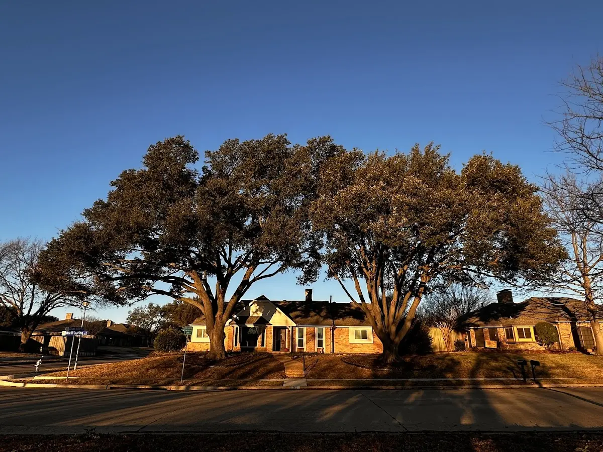 Established residential canopy tree shading a home in Fort Branch